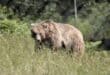 This photograph shows a brown bear (Ursus arctos) at the Arcturos Bear Sanctuary in Nymfaio, northwestern Greece on June 22, 2026, a refuge for bears rescued from captivity or found injured in the wild. Photo: AFP