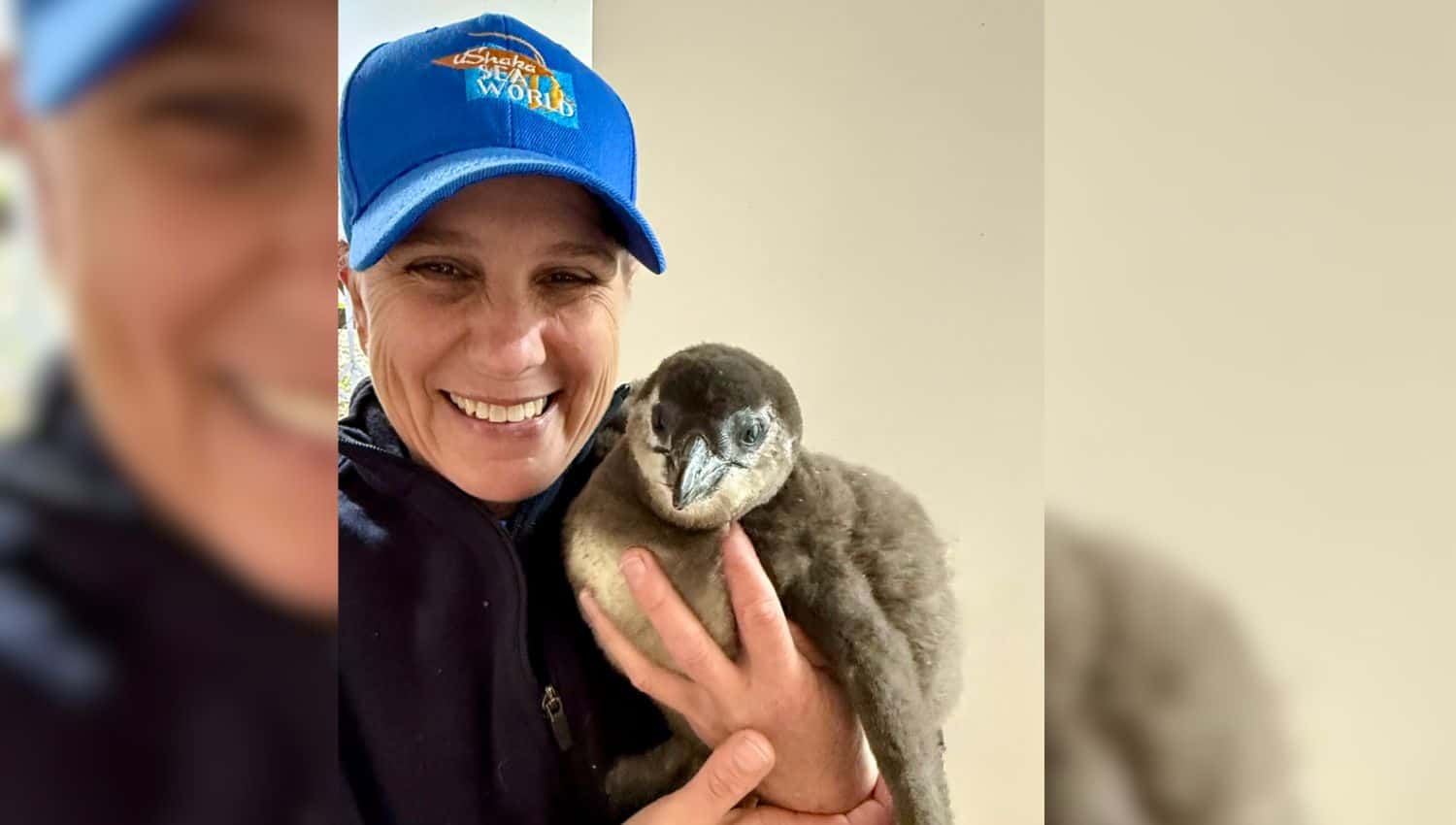 Meet Willow, the penguin chick raised by an unexpected dad