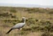 A blue crane. Photo: Pexels