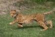 A cheetah. Photo: Pexels