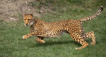 Cheetahs return to Zambia after 30 years in historic reintroduction