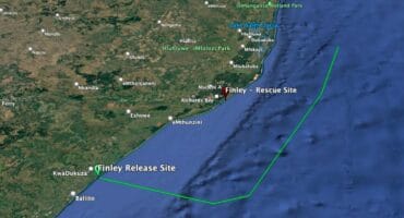 Rescued loggerhead turtle Finley thriving, cruises up KZN coast