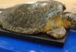 WATCH | Rescued loggerhead turtle Finley returns to the ocean