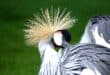 EWT revives nationwide crane census, urges citizen participation