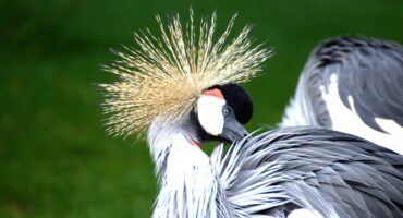 Grey Crowned Crane. Photo: Pexels