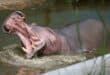 A hippo. Photo: Pexels
