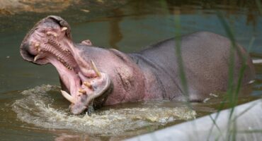 A hippo. Photo: Pexels