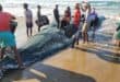Netters assist with bringing a net to the shore in Port Edward as the sardines arrive on Monday morning.