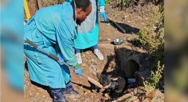 An injured dog which was rescued from a storm water drain on the R103, Ashburton. Photo: Supplied
