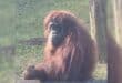No plans to relocate Opal the orangutan due to safety concerns