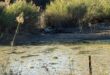 Call for urgent action to save Albert Falls Dam