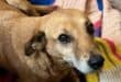 Lost dog returns home after six years missing