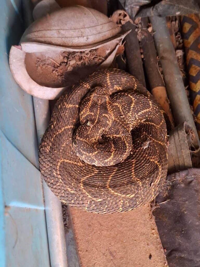 The female puff adder which was caught by Dr Carla Goede. Photo: Nick Evans/Facebook