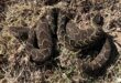 The male and female puff adders which Nick Evans and Dr Carla Goede caught curled up together. Photo: Nick Evans/Facebook