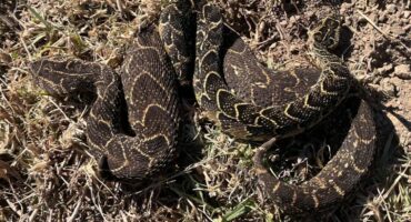 The male and female puff adders which Nick Evans and Dr Carla Goede caught curled up together. Photo: Nick Evans/Facebook