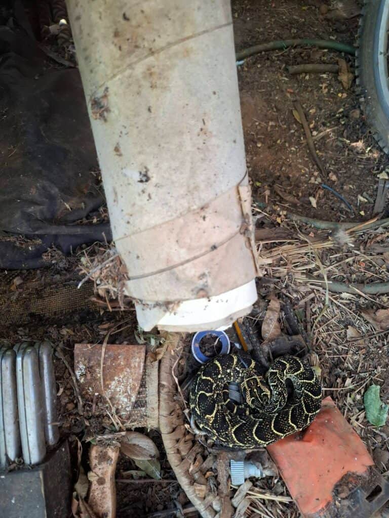 The male puff adder which was easily caught due to his frozen state. Photo: Nick Evans/Facebook