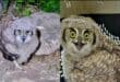 Injured baby owl rescued from property