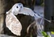 A barn owl. Photo: Pexels