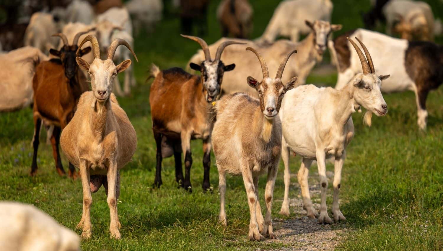 Police investigate theft of 27 sheep and goats worth R63 600