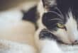 A cat. Photo: Pexels