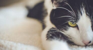 A cat. Photo: Pexels