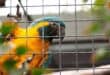 Thai national arrested over parrot egg smuggling at OR Tambo