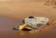 WATCH | Finley the loggerhead turtle comes full circle, returns to Richards Bay