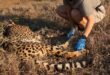 Five cheetahs collared in major KZN conservation effort