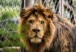 ‘We are still waiting’: Calls grow to end captive lion breeding