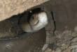 Carpet mountain hides a slithery surprise in Durban factory