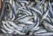 Sardine deaths: No new reports as PHV investigation continues