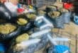 Over R500 000 worth of dagga seized in operation