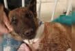 UPDATE | K9 Sky euthanised after catastrophic injuries