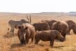 Rhino myths busted: Five things you thought you knew about rhinos