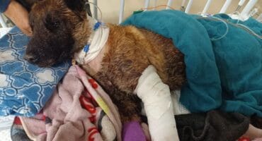 Injured SAPS K9 puts spotlight on police animal welfare