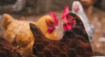 No blanket ban on Brazilian poultry after disease outbreak