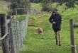WATCH | From race leader to lifesaver: Runner helps dog finish 65km trail