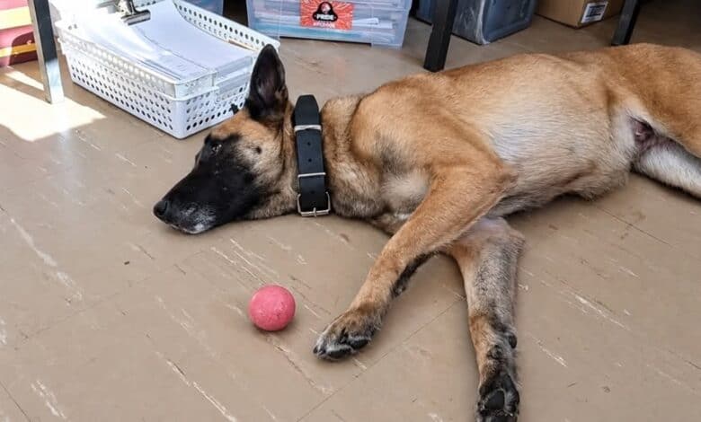 K9 Sky’s death: NSPCA to lay animal cruelty charges against SAPS | The ...