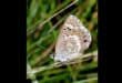 Race to save Karkloof’s rare blue-winged butterfly