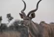 FMD confirmed in kudu at Addo Elephant National Park
