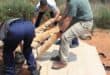 NSPCA seizes three tigers, serval from predator facility
