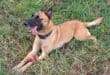 K9 Sky’s post-mortem lays bare hours of pain, severe injuries