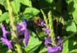 Xylocopa flavorufa, or giant carpenter bee, an Afrotropical species, pictured on Stachytarpheta (snakeweed or porterweed) plant. Photo: Supplied