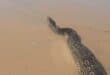 WATCH | Massive 3.85m python spotted swimming at Scottburgh Beach