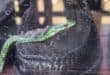 Green snake found hiding inside shoe at Verulam store