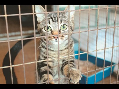 A lovely six-month-old domestic shorthaired cat is looking for a new owner and a place to call home.