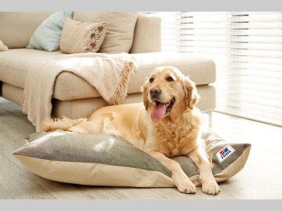 A comfortable pillow will help keep your four-legged family member pain free.
