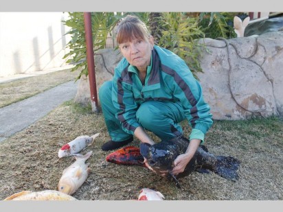 Marie Wessels met van die koivisse wat vermoedelik vergiftig is. Die een wat sy vashou weeg sowat 18kg en was ongeveer 20 jaar oud en die oudste van al die visse.