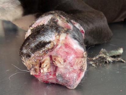 The foot after Star, a purebred Pit Bull apparently chewed it off.