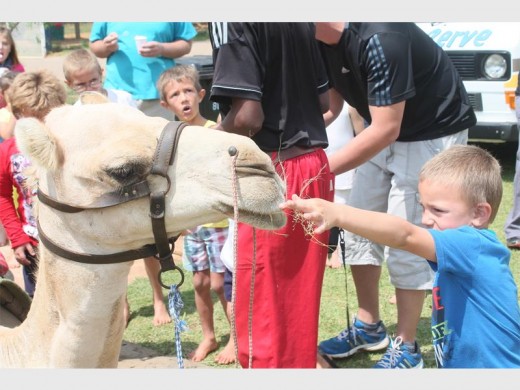Wian Killian probeer met hierdie kameel vriende maak.